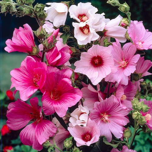 Lavatera plants in plant - lavatera,