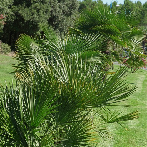 Hardy fan palm - hardy,