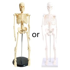 Desktop Mini Human Skeleton Model 45cm for Medical Anatomy Study Display Student