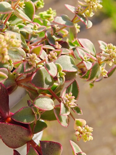 Crassula pellucida marginalis - crassula,