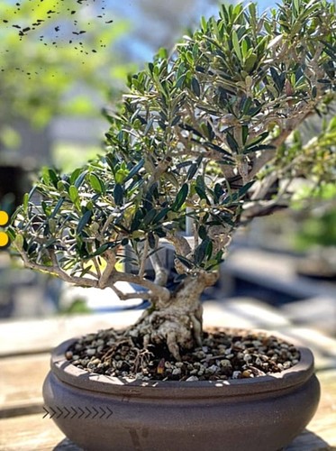 Olive cloud bonsai - cloud,
