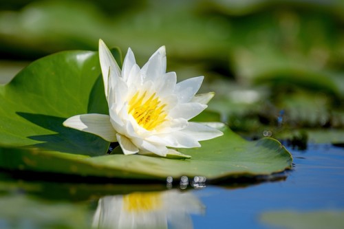 Nymphaea alba water - nymphaea, 'alba'