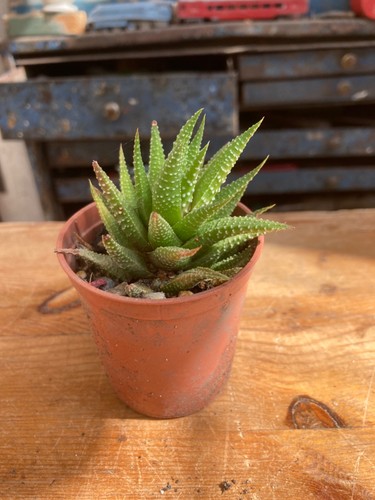 Haworthia cactus hardy shade - ,