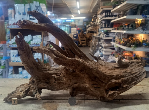 Large mangrove 68cm - mangrove, 31-68cm