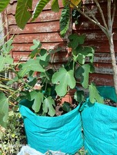 Fig Tree Mature Plant Healthy  3 Years Old And Giving Fruit