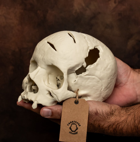 Human skull replica - life, size