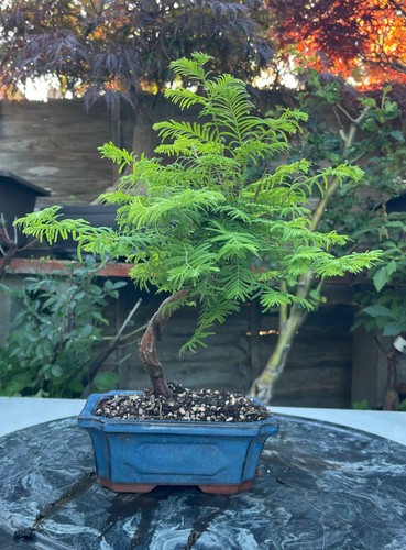 Dawn redwood bonsai tree - dawn,