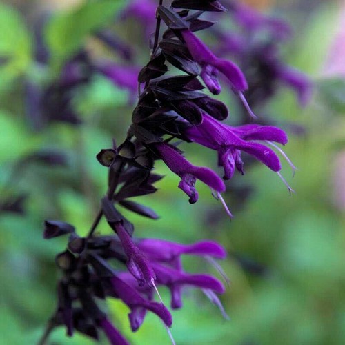 Purple black salvia seeds - salvia,
