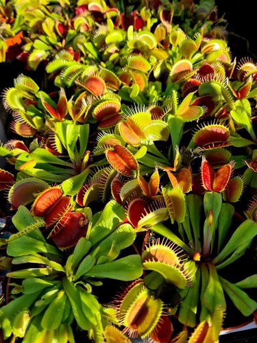 Venus flytrap carnivorous - venus,