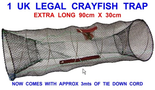 Legal long crayfish - legal, x-long