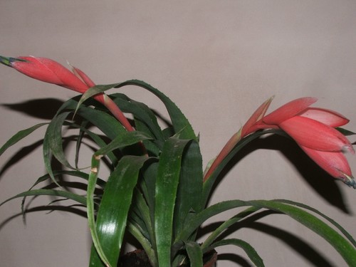 Rare pink billbergia bromeliad - billbergia,