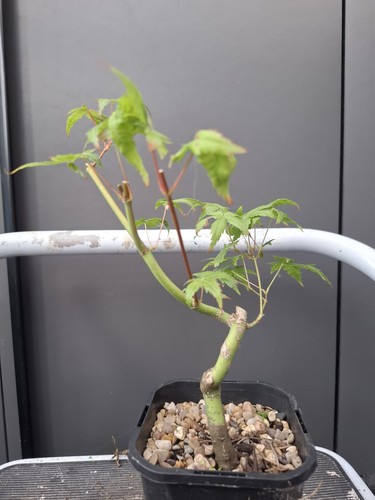 Part trained japanese maple - part,