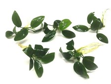 5x Anubias Nana Petite Live