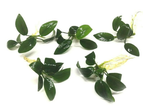 Anubias nana petite - nana,