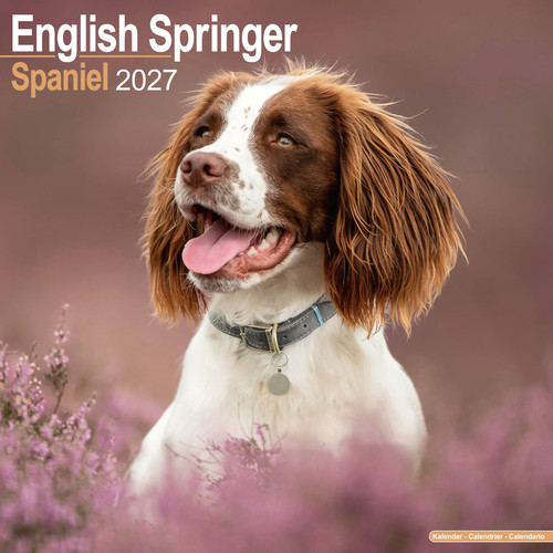 Eng springer spaniel - spaniel, (euro)