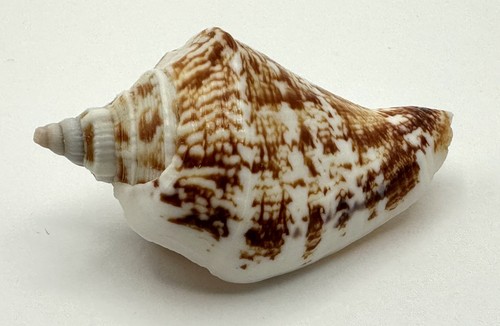Conomurex decorus sea - conomurex,