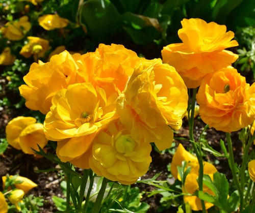 Ranunculus yellow - 15,