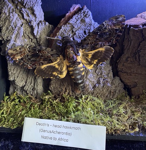 Death head hawkmoth with - -,