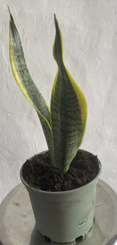Snake plant sansevieria potted - snake,