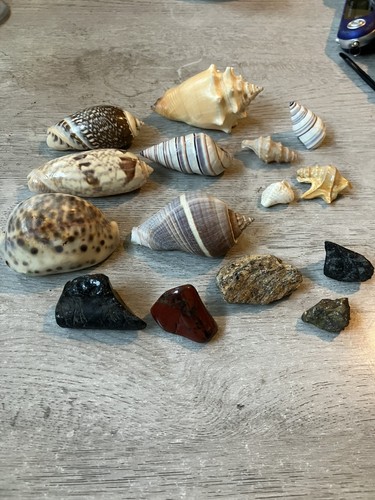 Job lot seashells and - of,