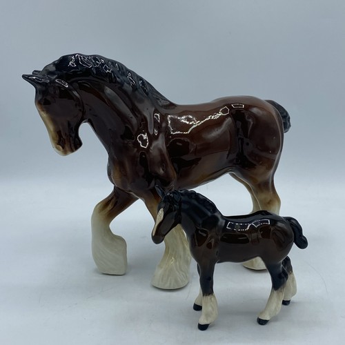 Glossy brown shire - shire, foal