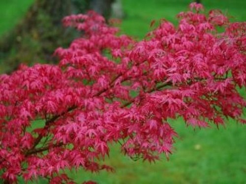 Acer palmatum deshojo 5l - in,