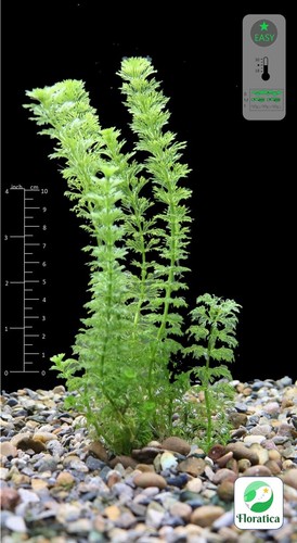 Limnophila sessiliflora - 'limnophila, sessiliflora'