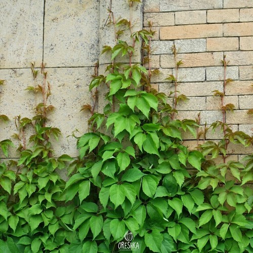 Virginia creeper pcs fresh - virginia,