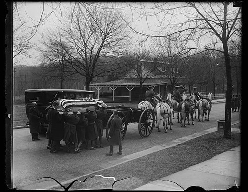 Photo funeral horse drawn - horse,
