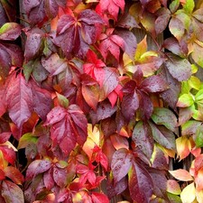 Parthenocissus Engelmannii