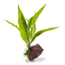 Java Fern & Java Moss on Lava Rock (5–9cm) – Live Aquarium Plant