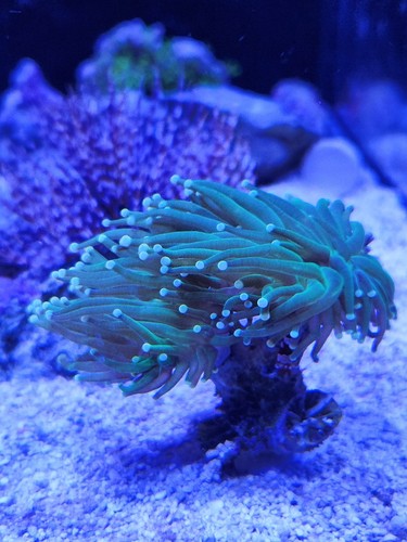 Coral frag stands rack - coral,