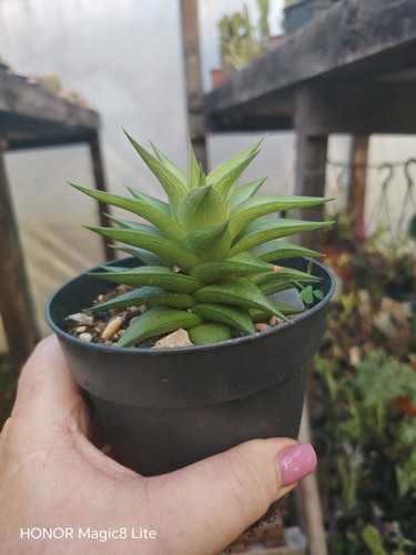 Haworthia viscose radula