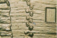 2009 P EC WDDR-021 Lincoln