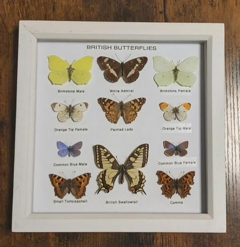 Taxidermy framed real british - real,