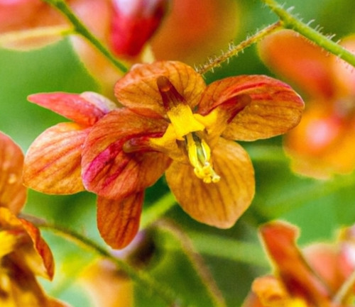 Epimedium orange queen - epimedium,