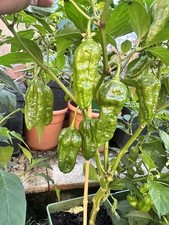 10 Fresh Naga Bhut