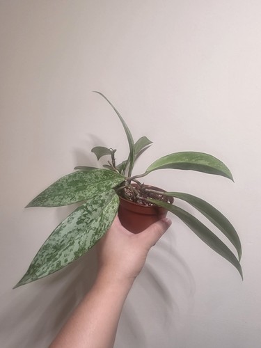 Hoya carnosa silver splash - carnosa,