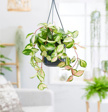 Hoya Carnosa Tricolor Rooted with 9cm Pot Houseplant 19cm