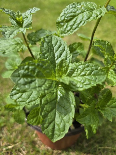 English garden mint plant - english,