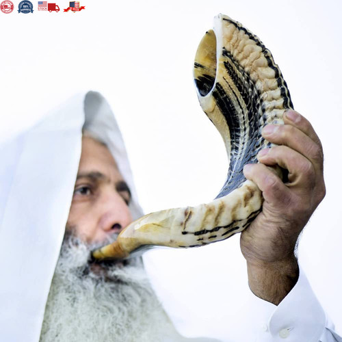 Kosher ram shofar horn from - shofar,