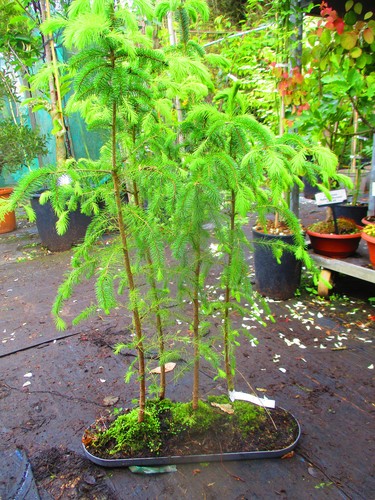 32inch inc pot - 32inch, evergreen