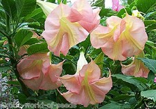 DATURA - BRUGMANSIA - ANGELS
