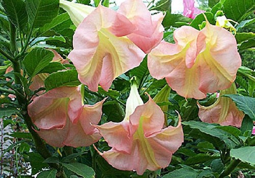 Datura brugmansia angels - -,