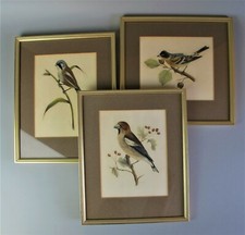 Framed Bird Pictures Prints by L.M. Mulland 19th century gouache. Vintage set 3.
