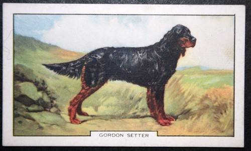 Gordon setter vintage - ,