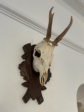 Antlers on top half of skull