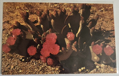 Beaver tail cactus bloom - beaver-tail, in