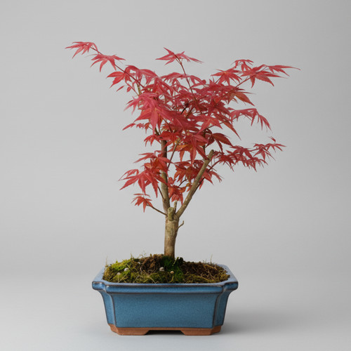 Japanese maple bonsai - maple, (acer)