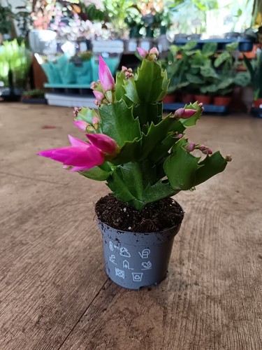 Pink christmas cactus 9 cm - christmas,